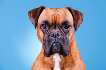 Boxer dog in the photo studio on blue background