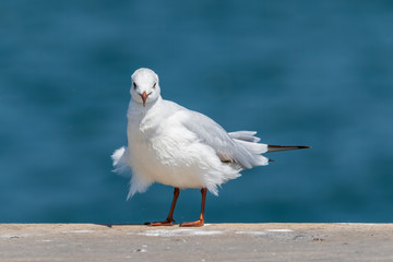 Black-headed Gull - Chroicocephalus Ridibundus . Close up view of white seagull in front of blue  background.