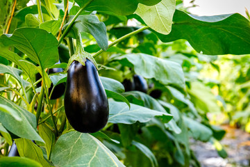 Black eggplant plants in greenhouse with high technology farming. Agricultural Greenhouse with...