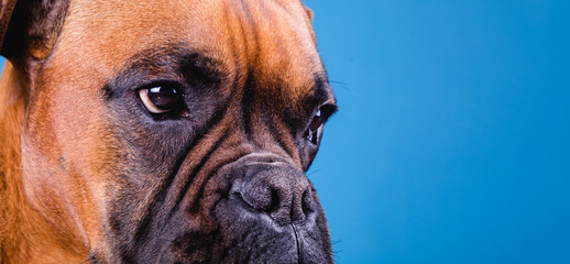 Boxer dog in the photo studio on blue background. Copy space