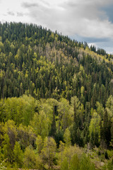 Spring Forest Greens on a Canadian Hillside
