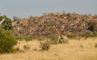 Lonely giraffe in the savannah.