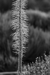 Black and white. Dried skeleton of Echium wildpretii endemic in Teide National Park. Winter plant of Tajinaste rojo. Green canary bushes on a blurred background. Tenerife, Spain