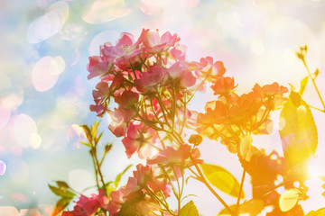 Fototapeta na wymiar Blurred background flowers- bokeh abstract. Soft lights pattern- summer plant