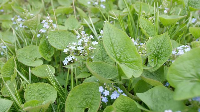 brunner blooms in small blue flowers
