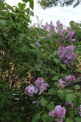 pink flowers in the garden