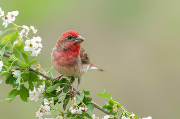 Common rosefinch ( carpodacus erythrinus ) male