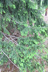 moss covered tree