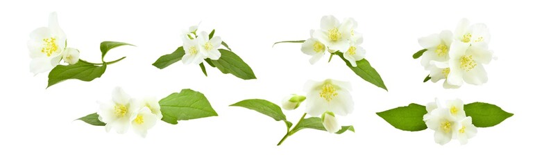 Set of flowering jasmine twigs isolated on white background.