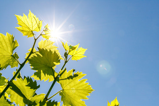 Green tender shoots and young leaves of grapes on spring vine in the vineyard in blue sky and bright sunlight