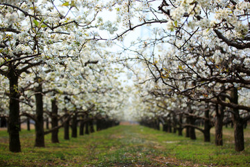 Fototapeta premium Pear trees blossom in spring