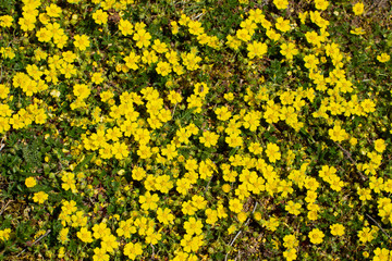 Yellow flowers of creeping cinquefoil as floral background, Potentilla reptans or Kriechende...