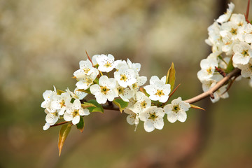 Pear trees blossom in spring