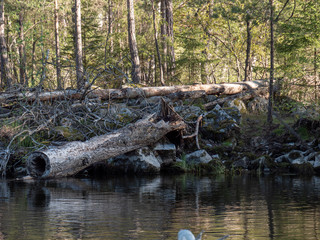 Forest tree in the river 