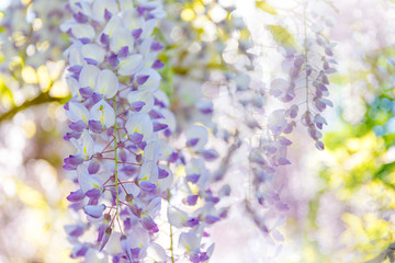 Flowering Wisteria tree on blue sky background. Chinese Wisteria ( Fabaceae Wisteria sinensis ) plant in sunny light