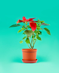 Bright red Christmas flower or Mexican Poinsettia (Euphorbia pulcherrima) the popular holiday plant on a green background.