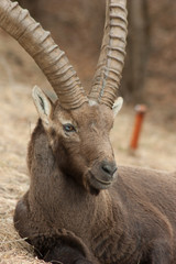 close up of a mountain goat