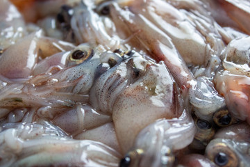 生のホタルイカのアップ