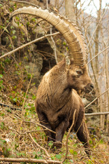 mountain goat on a rock