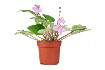 Potted pink African Violet (Saintpaulia) house plant with pink flowers isolated on a white background.