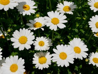 daisies on green background