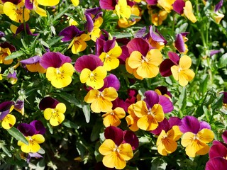 colorful spring flowers