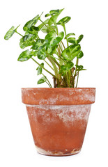 Syngonium plant in the old clay pot isolated on a white background.