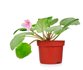 Potted pink African Violet (Saintpaulia) house plant with pink flowers isolated on a white background.