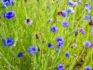 flowers in the grass