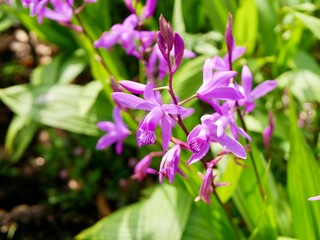 lilac flowers in the garden