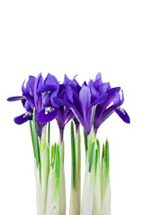 Purple iris flowers isolated on a white background.
