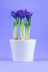 Potted purple iris flowers on a purple background.