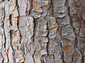 tree bark texture