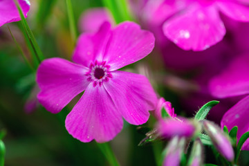 Fototapeta premium Macro photo of blooming flowers of pink carnation growing in green grass outdoors in spring time.