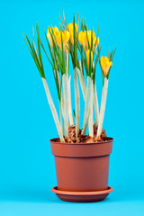 Potted yellow crocus flowers on a blue background.