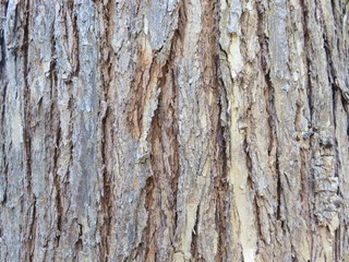 tree bark texture