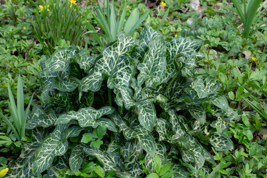 Green and white leaves of the italian arum, Arum italicum or italienischer Aronstab