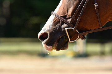 Summer hunter/jumper horse show
