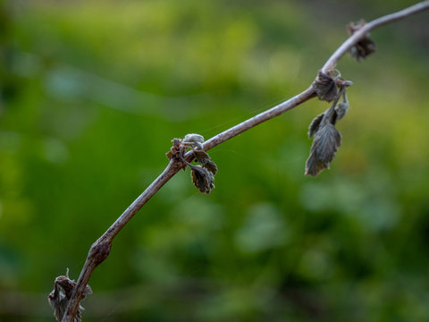 Closeup Of Isolated Branch With Green Blurry Background