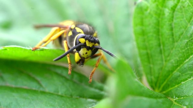 The bee washes itself. The wasp is sitting on green leaves. The dangerous yellow-and-black striped common Wasp sits on leaves
