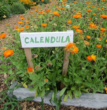 Calendula or ruddles blooming and dry flowers in culinary herb garden and white board sign