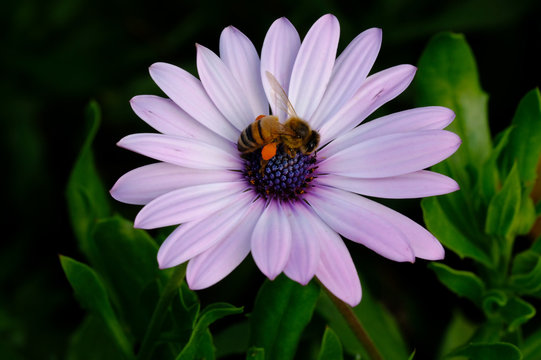 Western Honey Bee harvesting pollen from a purple and white daisy