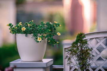 Beautiful Closeup of flower of a growing and climbing spring pea on a balcony in the sun light. Self made by a home gardener.