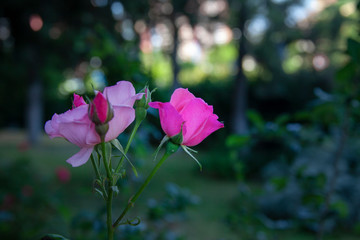 Pink rose green and dim garden afternoon