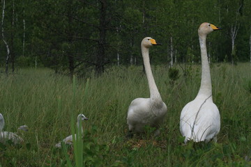 Whooper swan (Cygnus cygnus), also known as the common swan captured in the North of Belarus
