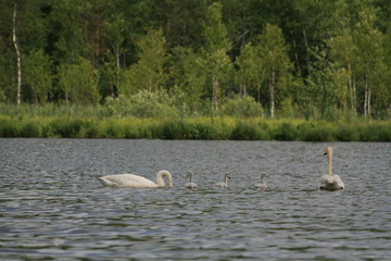 Whooper swan (Cygnus cygnus), also known as the common swan captured in the North of Belarus