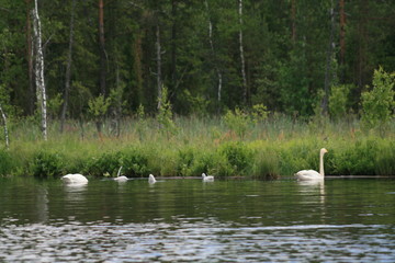 Naklejka na ściany i meble Whooper swan (Cygnus cygnus), also known as the common swan captured in the North of Belarus