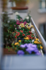 Beautiful Closeup of flower of a growing and climbing spring pea on a balcony in the sun light. Self made by a home gardener.