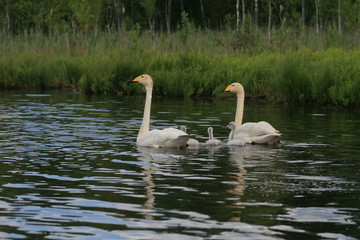 Whooper swan (Cygnus cygnus), also known as the common swan captured in the North of Belarus