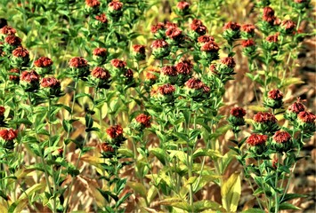 収穫近い紅花　